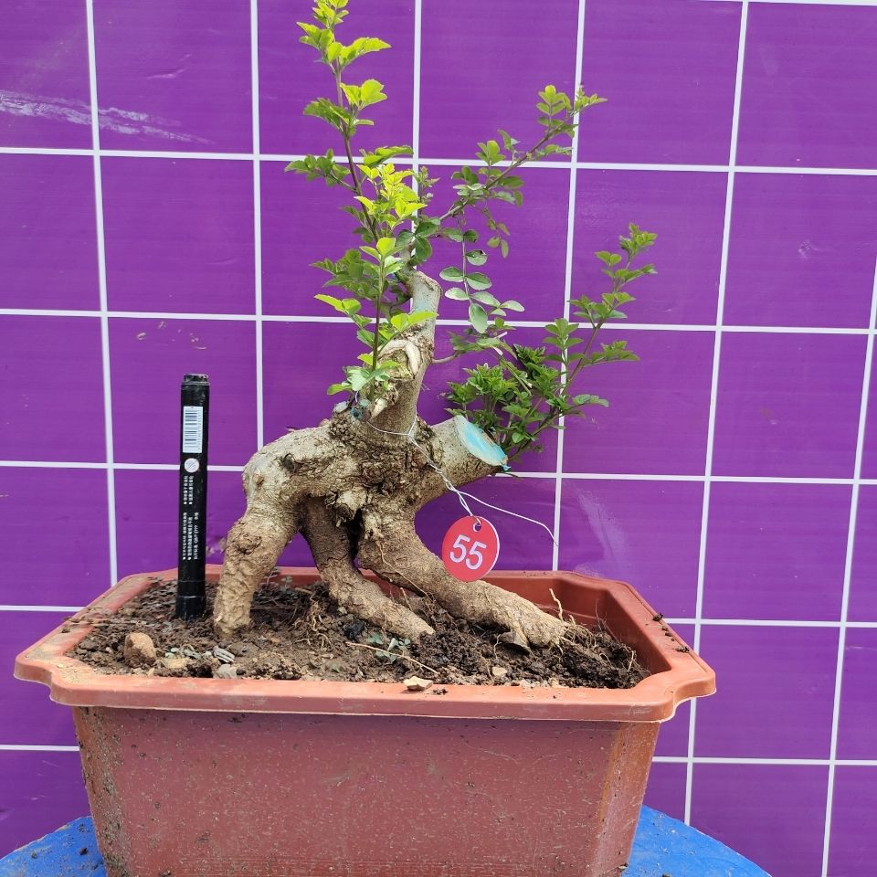 对节白蜡盆景素材半成品熟桩阳台桩庭院对接白蜡矮霸 2月19日发完 虎窝拼