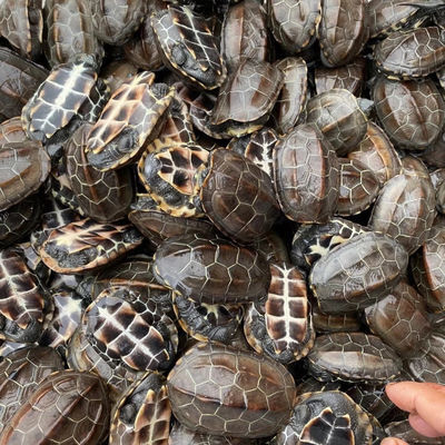 100%成活率精品外塘中华草龟长寿龟金线草龟乌龟墨龟苗批发送