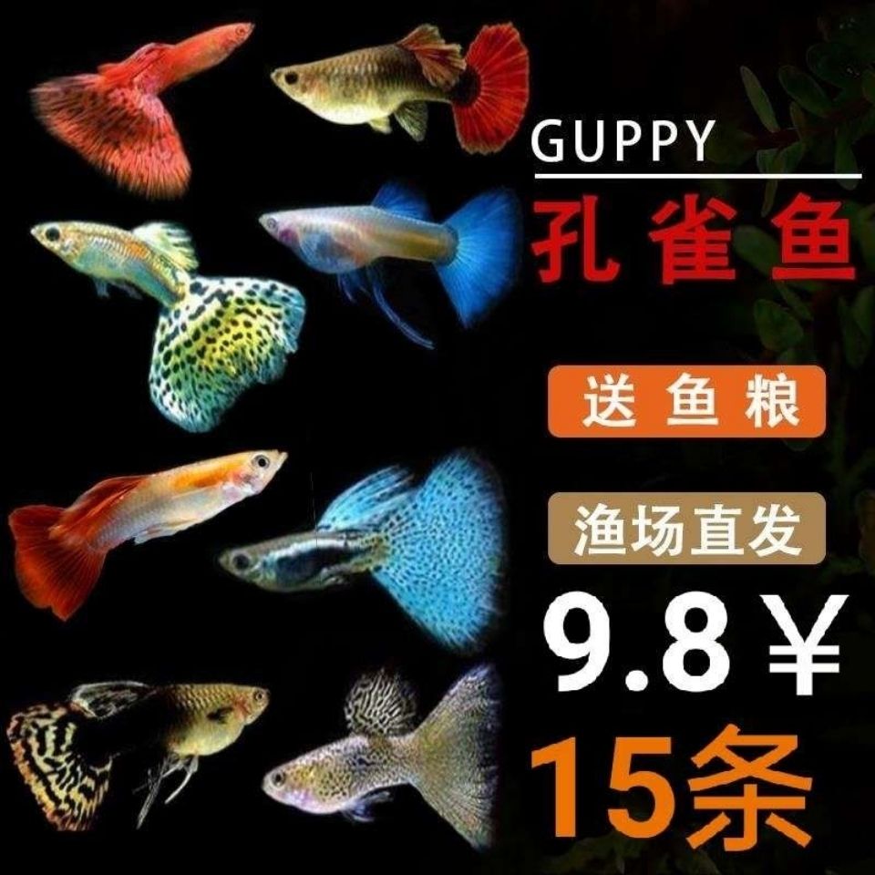 孔雀魚活體純種孕母臨產淡水小型熱帶觀賞魚斑馬魚清道夫金魚魚苗3月