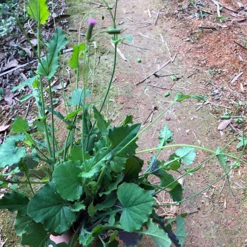 野生一点红 现采鲜品500g 包邮 叶下红 红背叶 羊蹄草 广西中草药