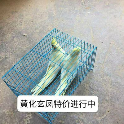 养殖场限量促销 黄化玄凤鹦鹉 珍珠原始灰 运输包活手养鸟 活宠物