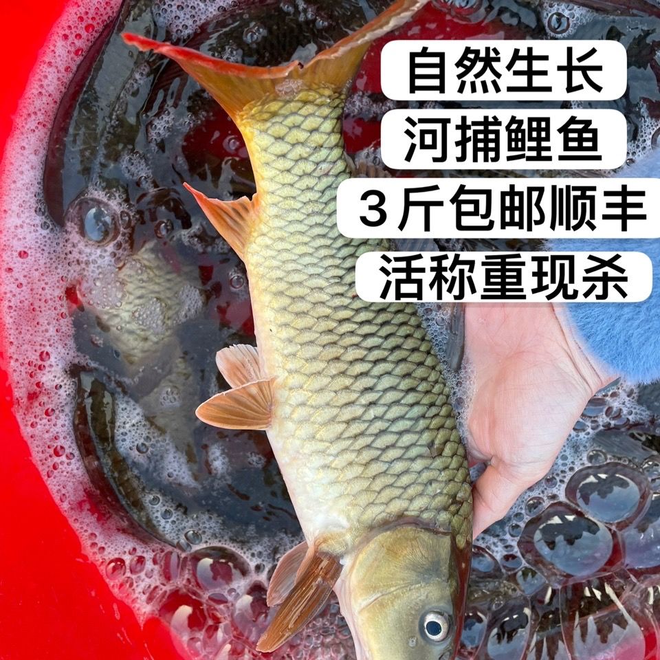 河里捕获新鲜鲤鱼淡水鱼自然生长活宰锦鲤生鲜水产红鲤催奶月子汤