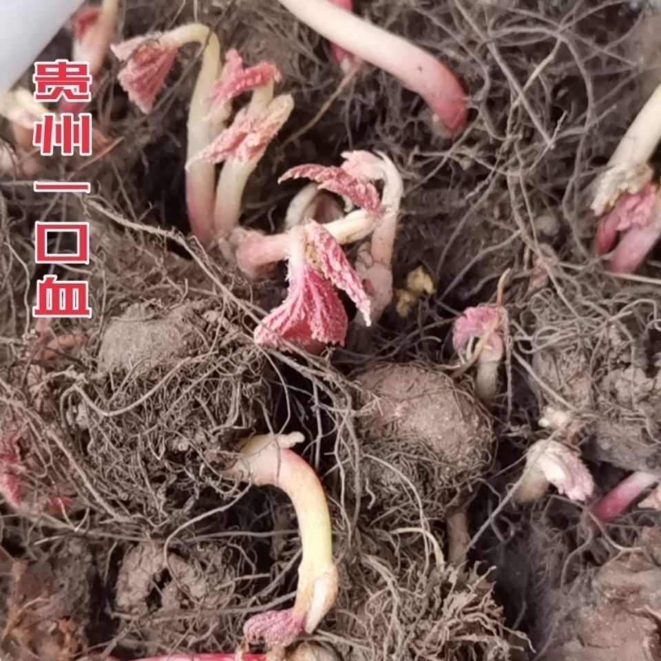 贵州省地产野生一口血干货一滴血 一点血中草药材包邮