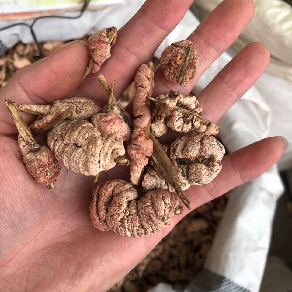 野生竹黄新货竹参天然中药材竹茧天竹泡酒苦竹花500克淡竹花