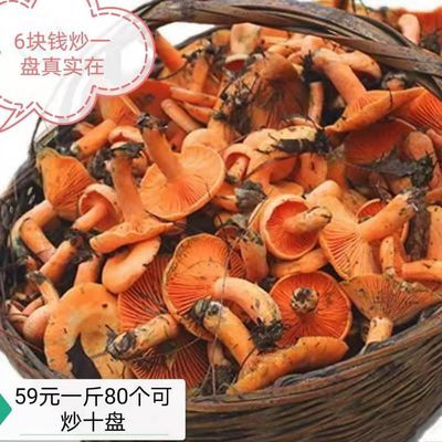 纯野生松树菌寒菌松菇松乳菇枞菌干品野生菌干货松树伞谷熟菌嫩根