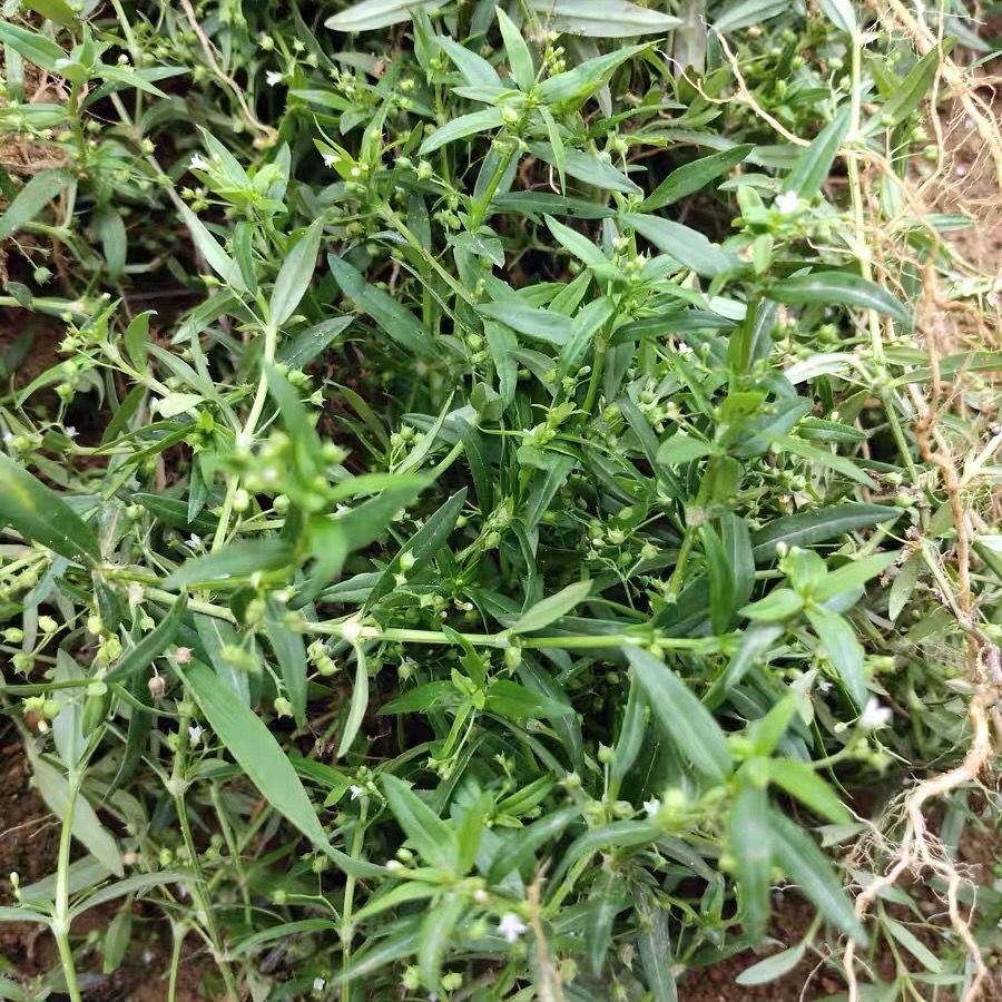 新鲜白花蛇舌草 野生百花蛇舌草中草药中药材鲜蛇舌草500克包邮