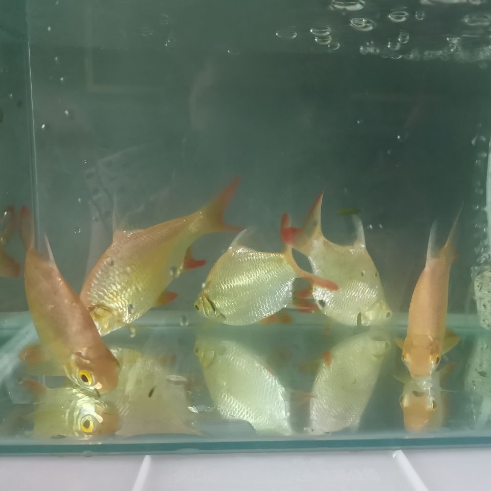 双线金侧鱼3条,渔场直销!