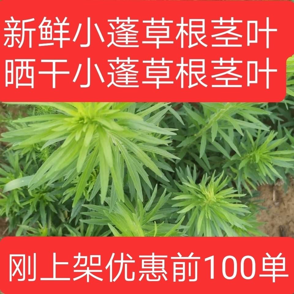 【新鲜小蓬草纯野生】飞蓬草小飞蓬小白酒菊现挖现发可晒干发
