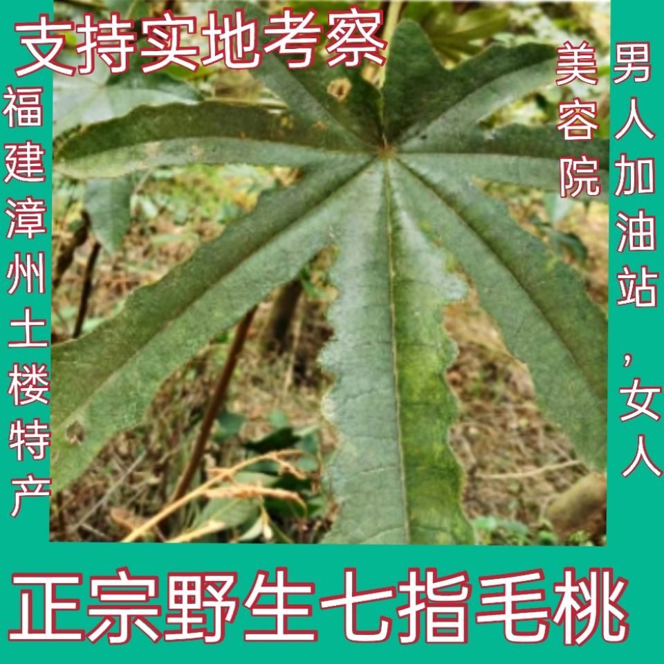 福建野生七指毛桃山狗膳七爪龙七子毛桃七齿毛桃新鲜七指毛桃根