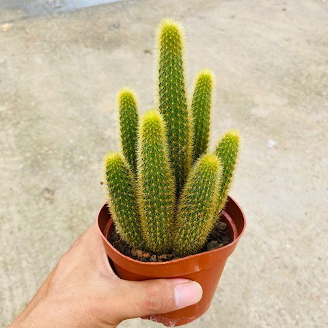 多肉植物黄金条黄金纽仙人掌仙人球科盆栽奇趣软毛植物花卉 虎窝拼