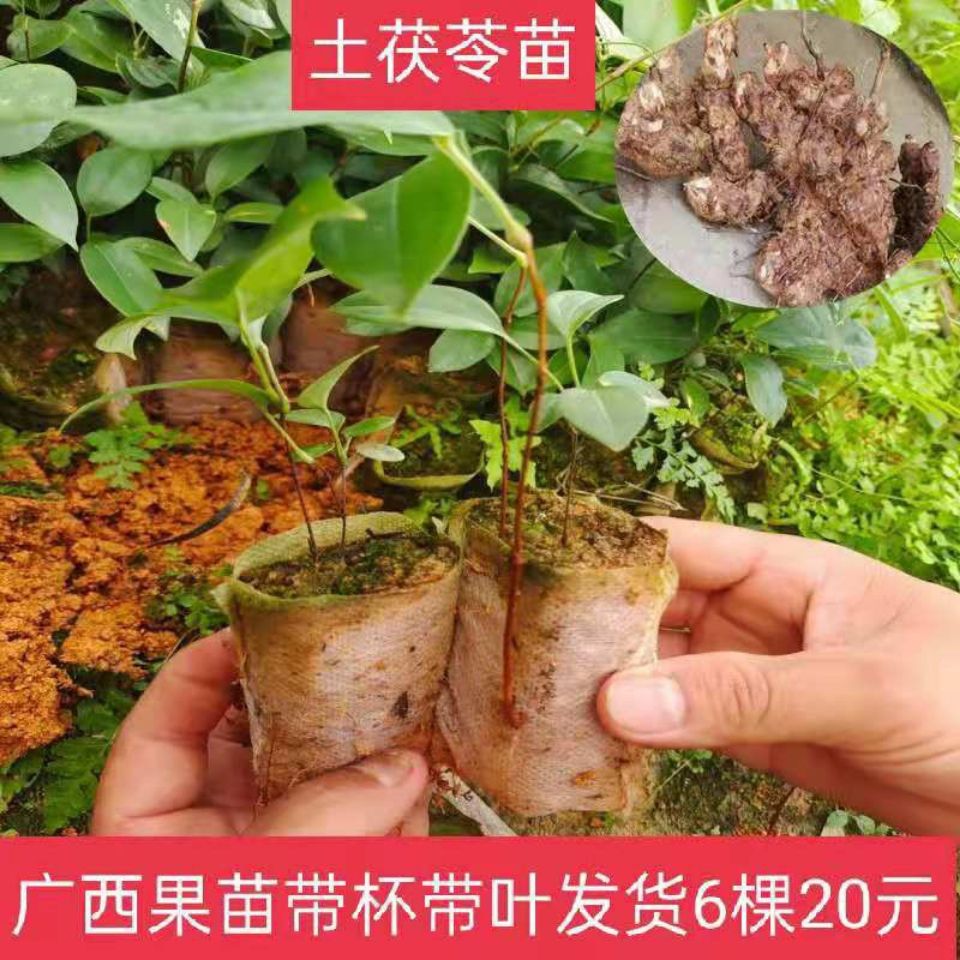 2棵装白肉土茯苓苗种苗南北方庭院盆栽种植苗带土包邮广西发货