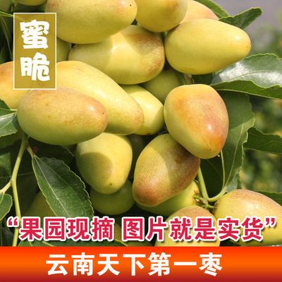 51377/现摘云南宾川天下第一枣子金脆蜜枣新鲜孕妇当季水果整箱非大荔枣