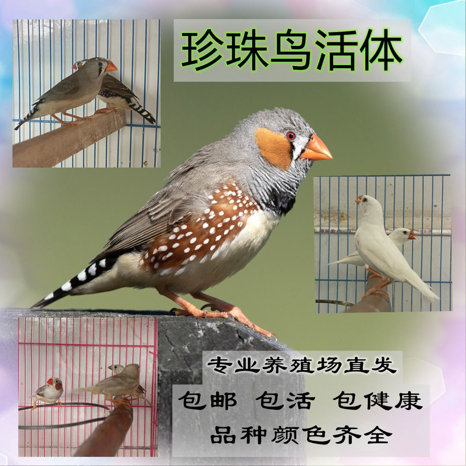 珍珠鸟活物宠物鸟批发真鸟十姐妹文鸟包邮一对灰色白色驼色鸣叫