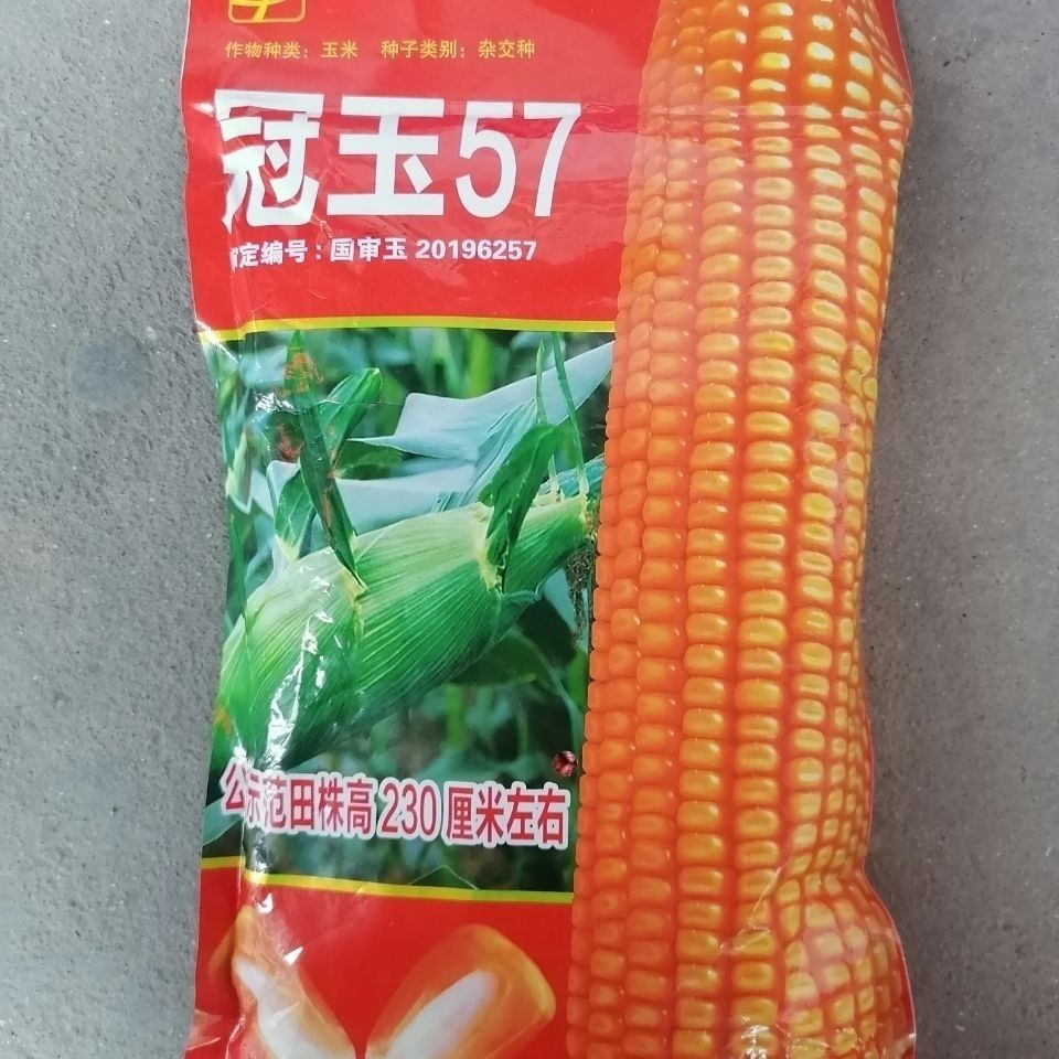 国审玉 冠玉57玉米种子 穗轴白色 籽粒黄色 半马齿