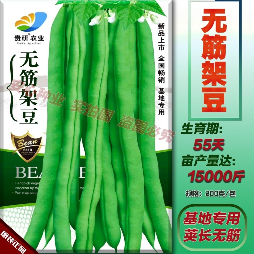 无筋架豆王种子四季豆特长架豆种子荚长肉厚高产无丝无柴蔬菜种子