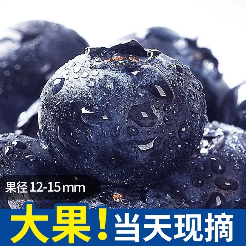 54145-【顺丰包邮】丹东山地现摘蓝莓鲜果大果新鲜水果蓝莓孕妇宝宝辅食-详情图