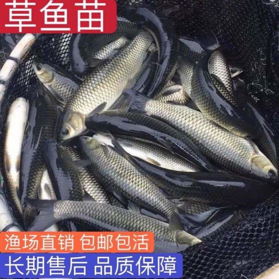 大规格草鱼苗批发 白皖鱼苗四大家鱼苗吃草鱼苗食蚊鱼苗 一两鱼苗