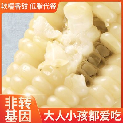 57673/白糯玉米棒东北新鲜真空包装甜糯白玉米批发低脂代餐非转基因玉米