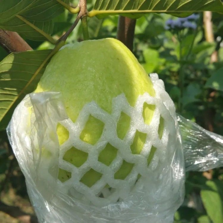 农家果园白心番石榴新鲜芭乐2斤5斤当季热带水果