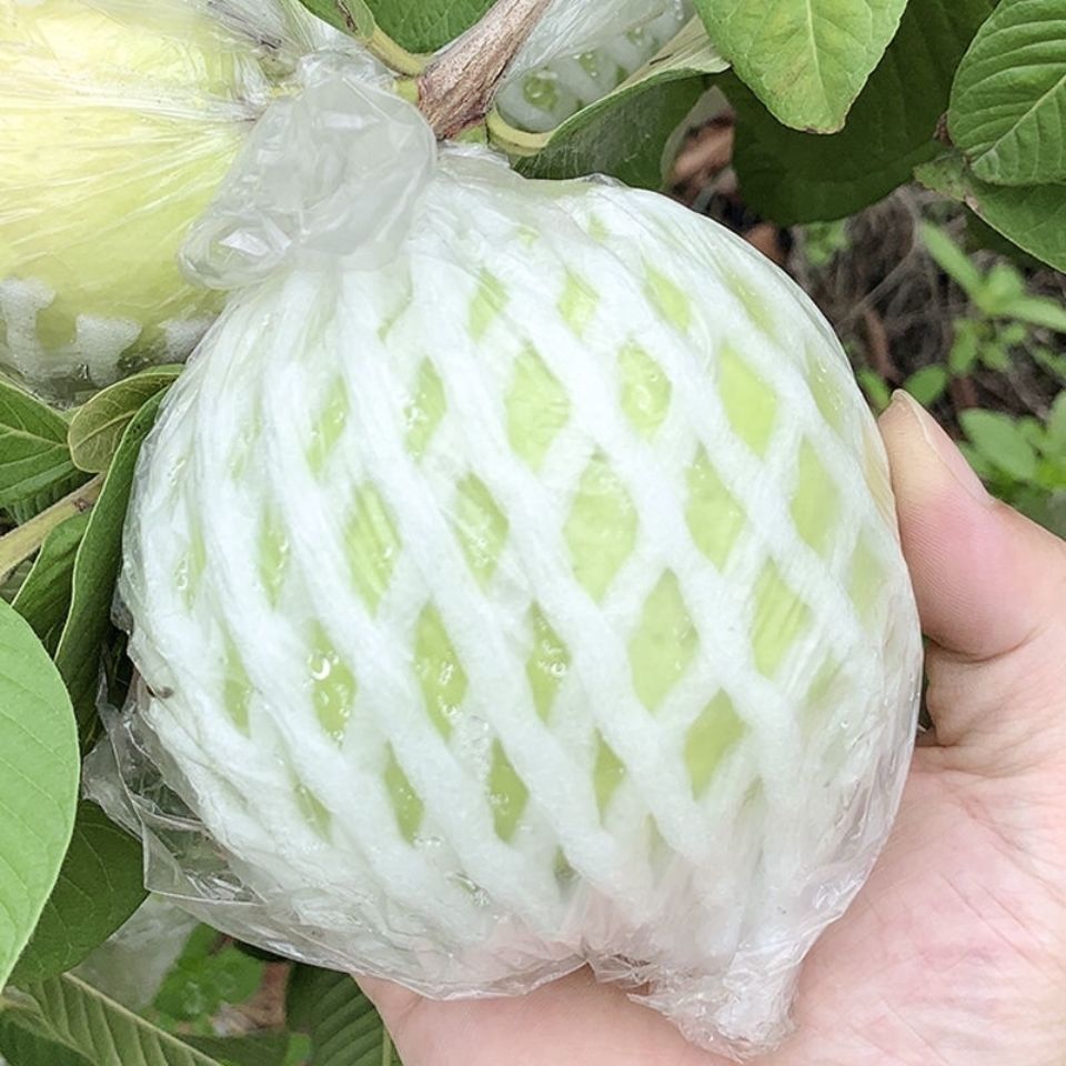 农家果园白心番石榴新鲜芭乐2斤5斤当季热带水果