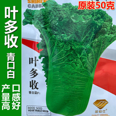 叶多收贵州青口白菜种子50克高桩直筒大白菜春夏秋南方蔬菜种孑籽