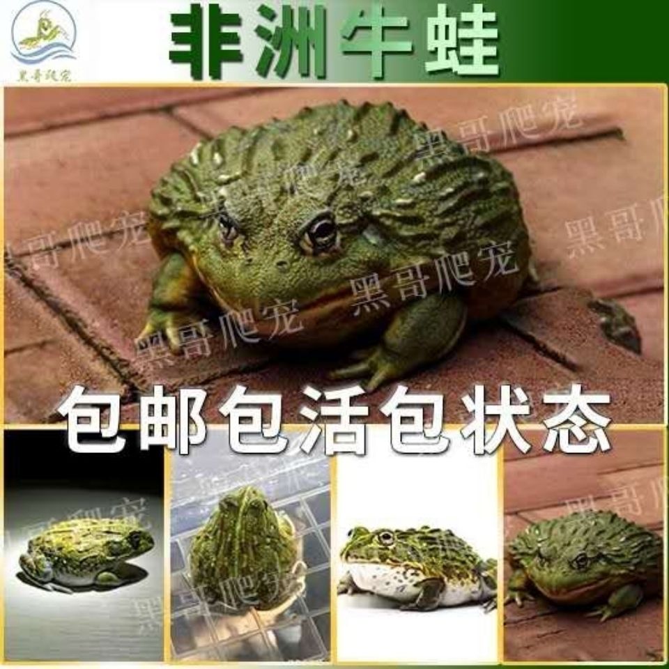 牛蛙非洲蛙活体宠物牛蛙宠物牛蛙牛蛙牛蛙非洲牛蛙非洲牛蛙牛蛙蛙【3