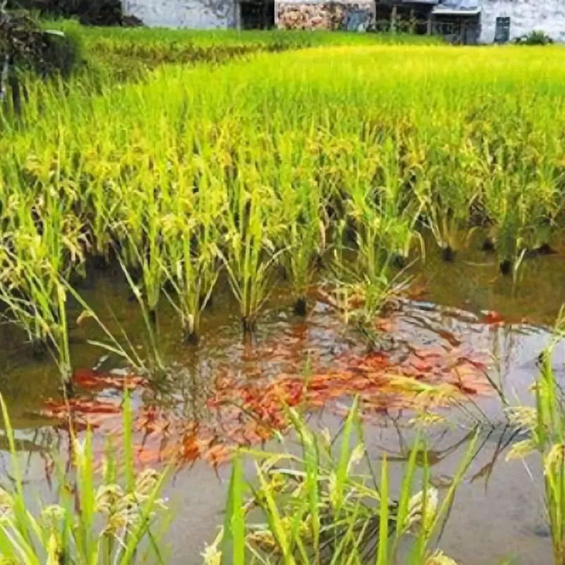 稻田鱼稻花鱼鲫鱼鲤鱼黑鱼塘角鱼罗非鱼鳗鱼活鱼肉鱼头包邮