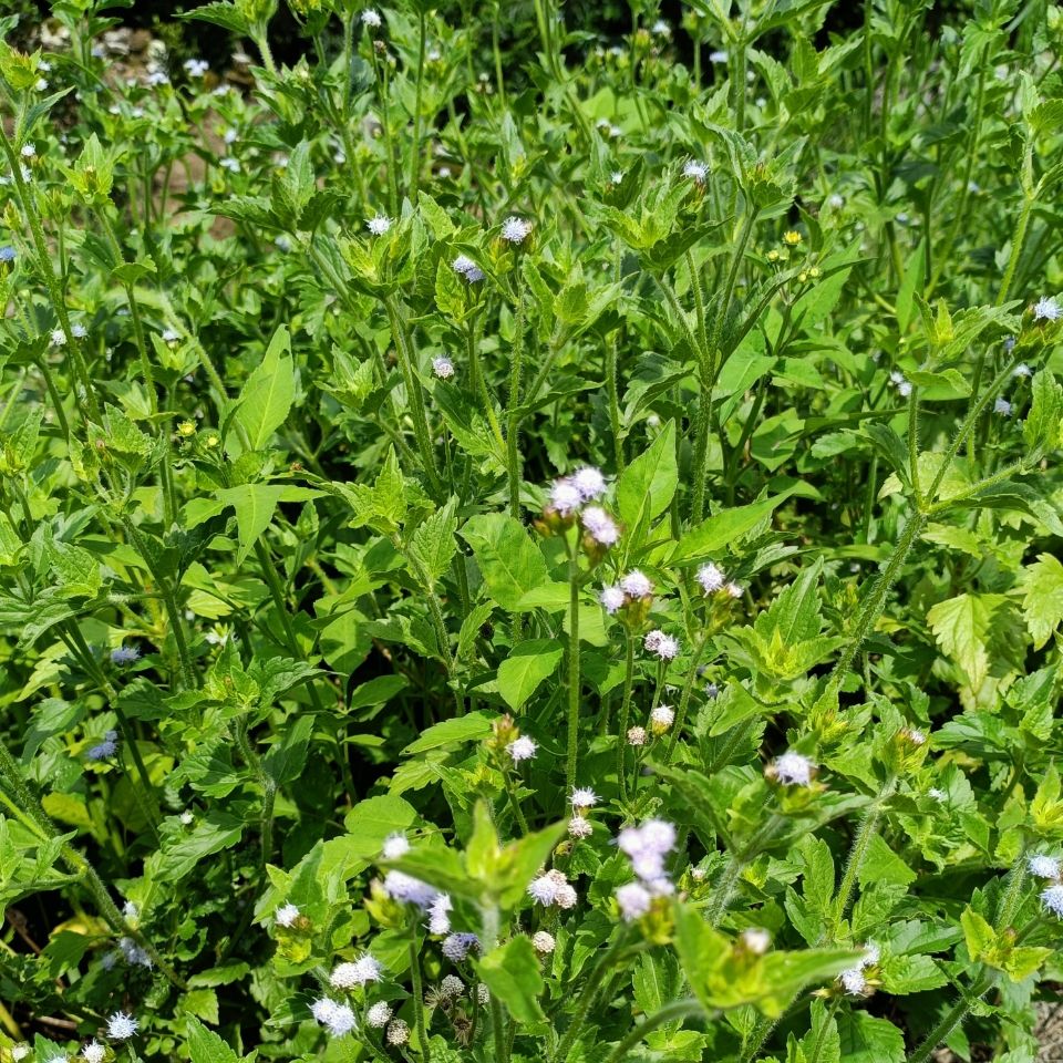 野生白花臭草胜红蓟白花臭地文臭卢草咸虾花中药材新鲜干品包邮【1月