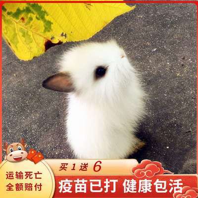 兔子活物小型兔子侏儒兔长不大纯种盖脸猫猫宠物兔西施兔道奇兔