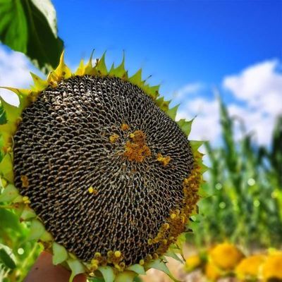 76016/2021年新鲜葵花盘带籽生向日葵带盘原味湿葵花籽瓜子盘葵花头