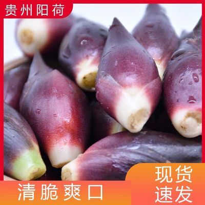 正宗当季贵州毕节新鲜阳荷农家食用阳荷姜现摘现发包邮