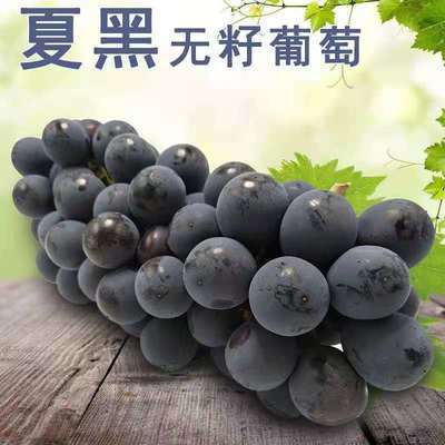 57637/现摘现发无籽夏黑葡萄优质葡萄自家生态种植现摘现发新鲜应季水果
