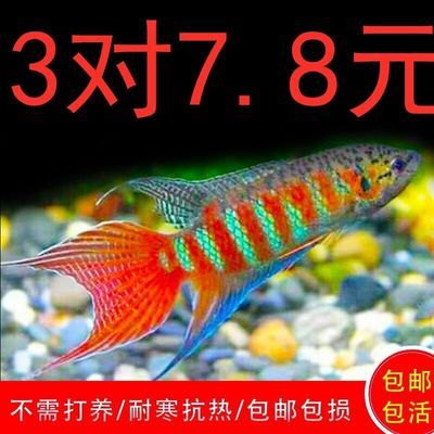 中国斗鱼 普叉 不需打氧耐活好养的鱼淡水小型冷水观赏鱼