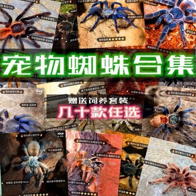 宠物蜘蛛活体非捕老挝红背黑寡妇狼蛛巨蟹蛛跳蛛活板门蛛猎人蛛 虎窝拼