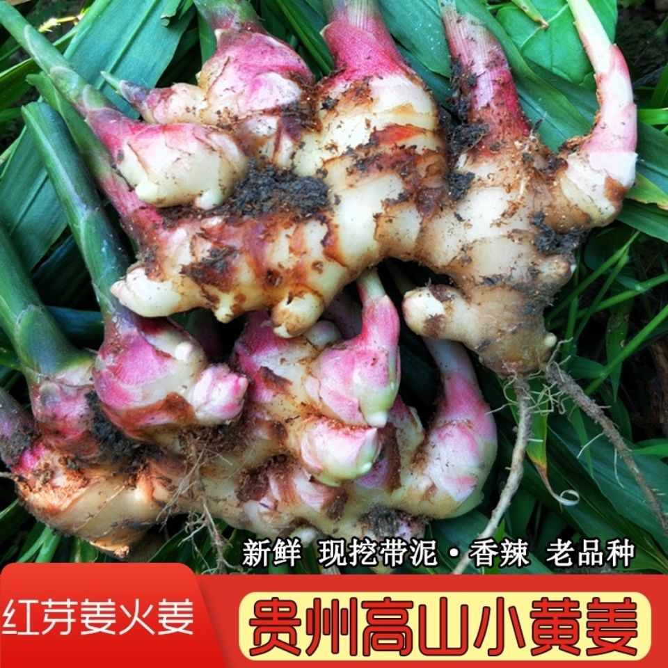 贵州生姜老品种新鲜蔬菜小黄姜生姜仔姜酸泡子姜嫩姜