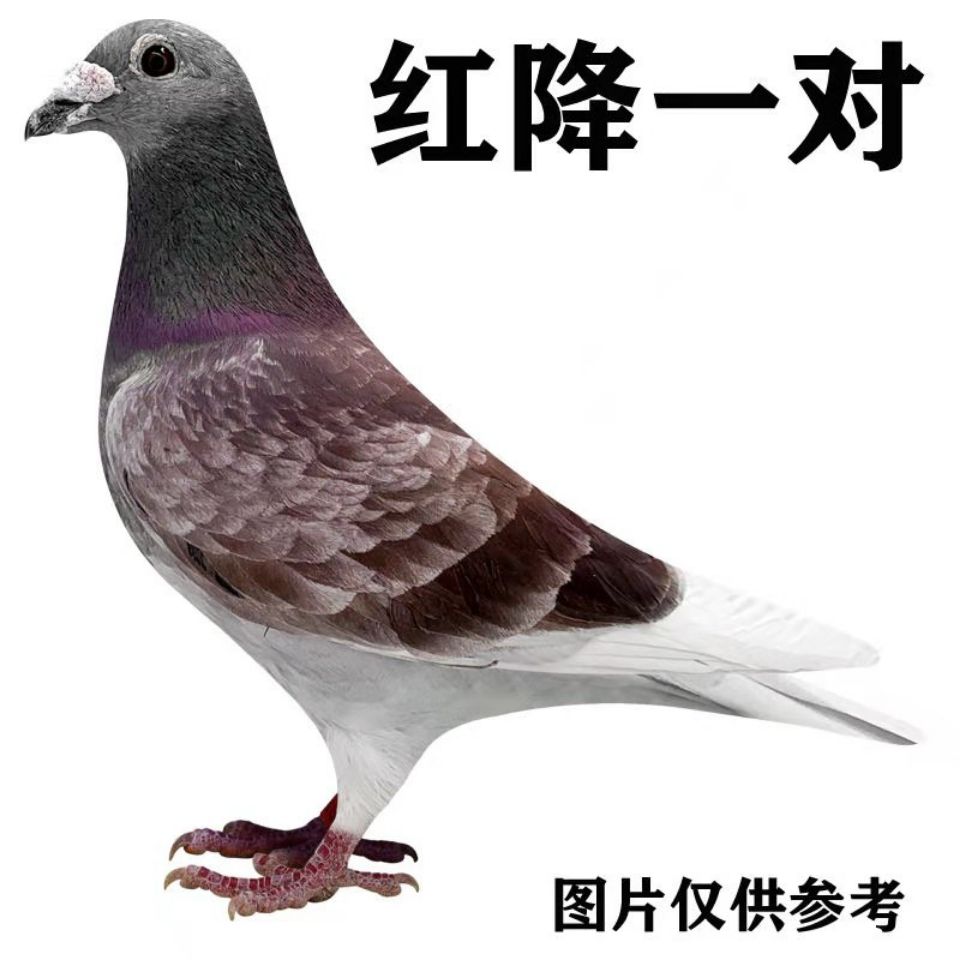 鸽子活体红雨点种鸽一对
