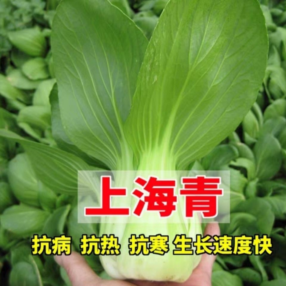 上海青种子小白菜菜种子矮脚小青菜籽蔬菜种子阳台庭院秋冬四季播