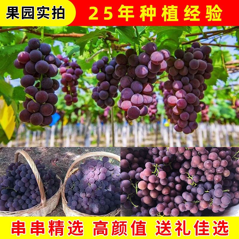75809-东北巨峰葡萄新鲜水果超甜孕妇儿童水果非夏黑葡萄提子整箱发货-详情图
