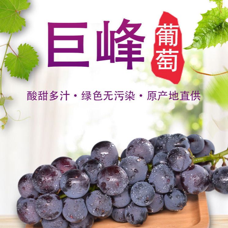 75809-东北巨峰葡萄新鲜水果超甜孕妇儿童水果非夏黑葡萄提子整箱发货-详情图