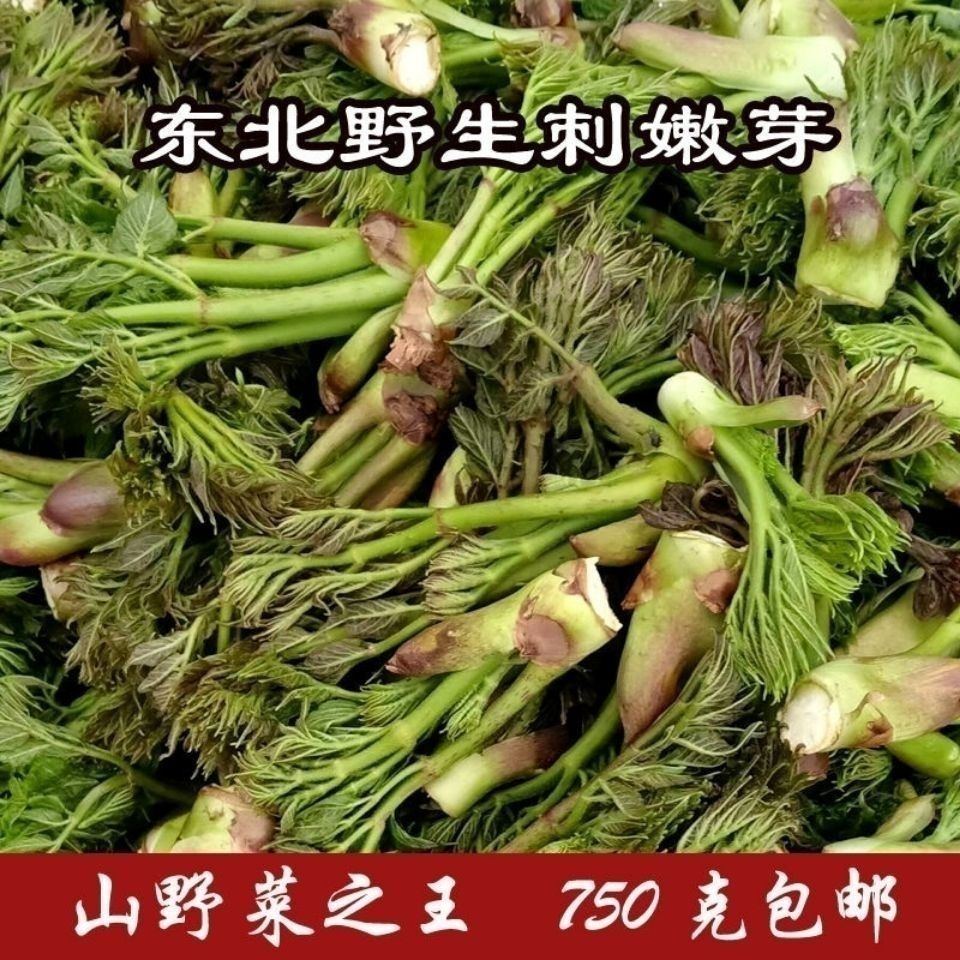 东北野生赤嫩芽刺老芽新鲜山野菜四特产龙牙750g蘸酱蕨菜下饭菜