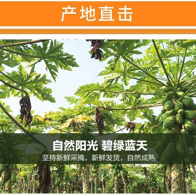 57703-红心木瓜水果新鲜应季大青冰糖牛奶木瓜5斤10斤整箱批发包邮-详情图
