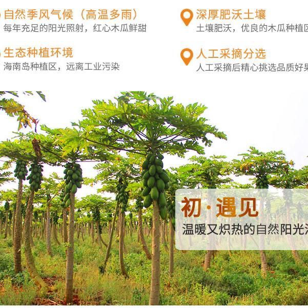57703-红心木瓜水果新鲜应季大青冰糖牛奶木瓜5斤10斤整箱批发包邮-详情图