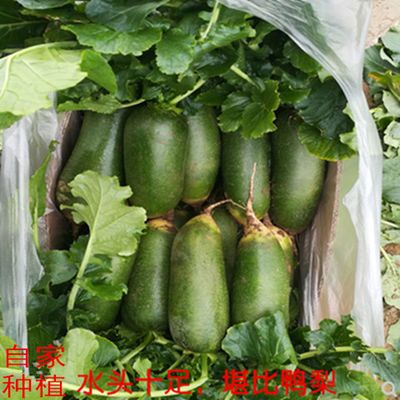 天津特产正宗水果萝卜新鲜现拔冰糖绿青皮非潍坊脆甜天星二号萝卜