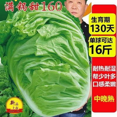 满锅甜160火锅白菜种子叶多无筋高产抗病耐贮耐运大白菜蔬菜种籽