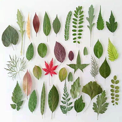 天然干树叶diy手工装饰材料合集干叶子干花植物材料包真树叶标本