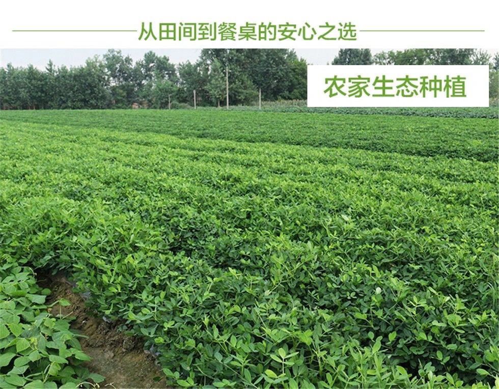 产地直发现挖鲜花生带壳花生新鲜湿花生粉红皮花生可水煮花生