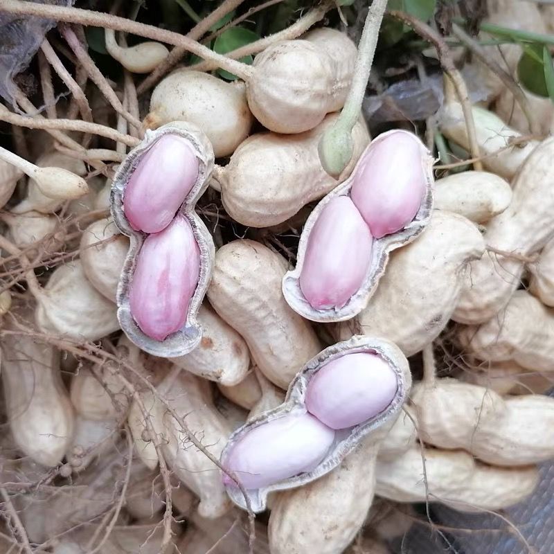 产地直发现挖鲜花生带壳花生新鲜湿花生粉红皮花生可水煮花生