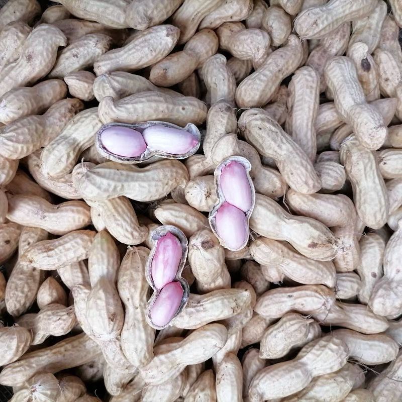 产地直发现挖鲜花生带壳花生新鲜湿花生粉红皮花生可水煮花生