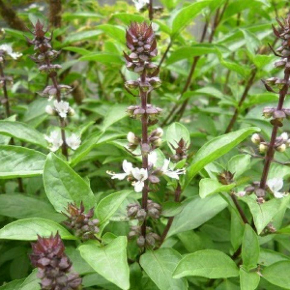 野生山草药 九层塔 罗勒 香草 千层塔 新鲜现采 500克