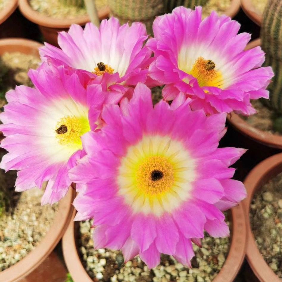 红太阳紫太阳仙人球侧芽无根易养开红花室内多肉植物绿植盆栽 虎窝拼